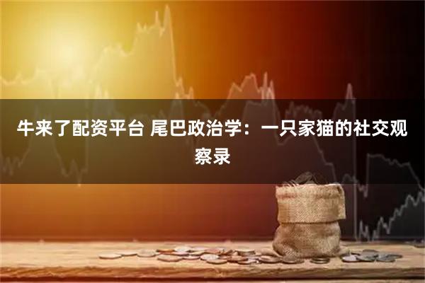 牛来了配资平台 尾巴政治学：一只家猫的社交观察录